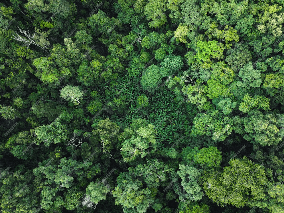 Aerial view of forest